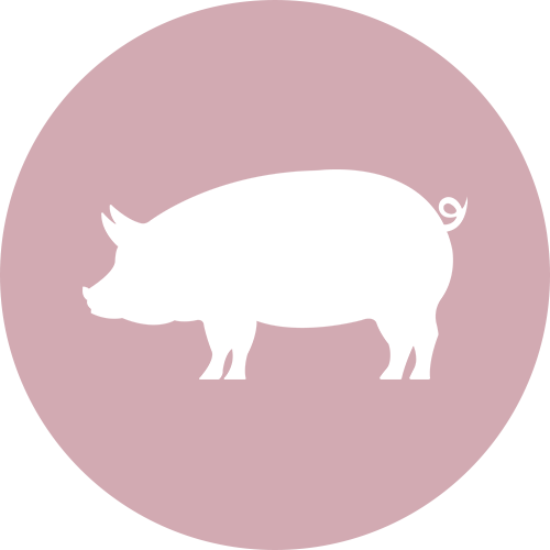 pastille-porc-paturage-rose-ferme-a-lauzon